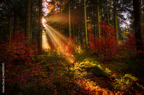Wallpaper Mural Colorful Autumn with sun in the Thuringian Forest Torontodigital.ca