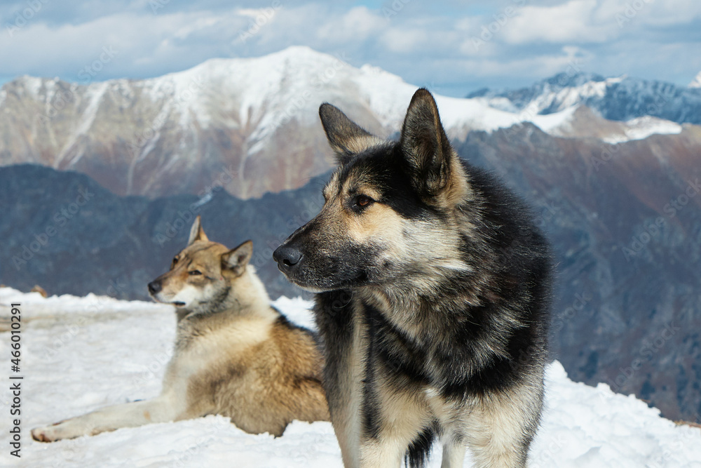 Naklejka premium dogs in the snow in the mountains, dogs resting in the sun on the mountainside