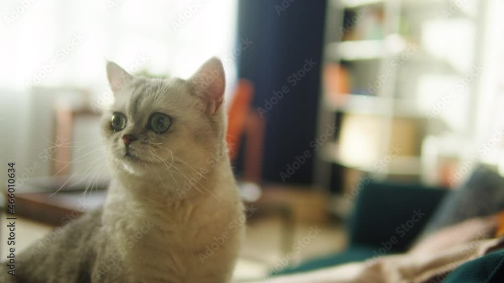 Cat sitting on sofa in living room. Domestic animal at home. Grey kitten with big green eyes close-up, looking around. Furry pedigreed pet relaxing. Little best friends. Cat sitting on sofa in living room. Domestic animal at home. Grey kitten with big green eyes close-up, looking around. Furry pedigreed pet relaxing. Little best friends.