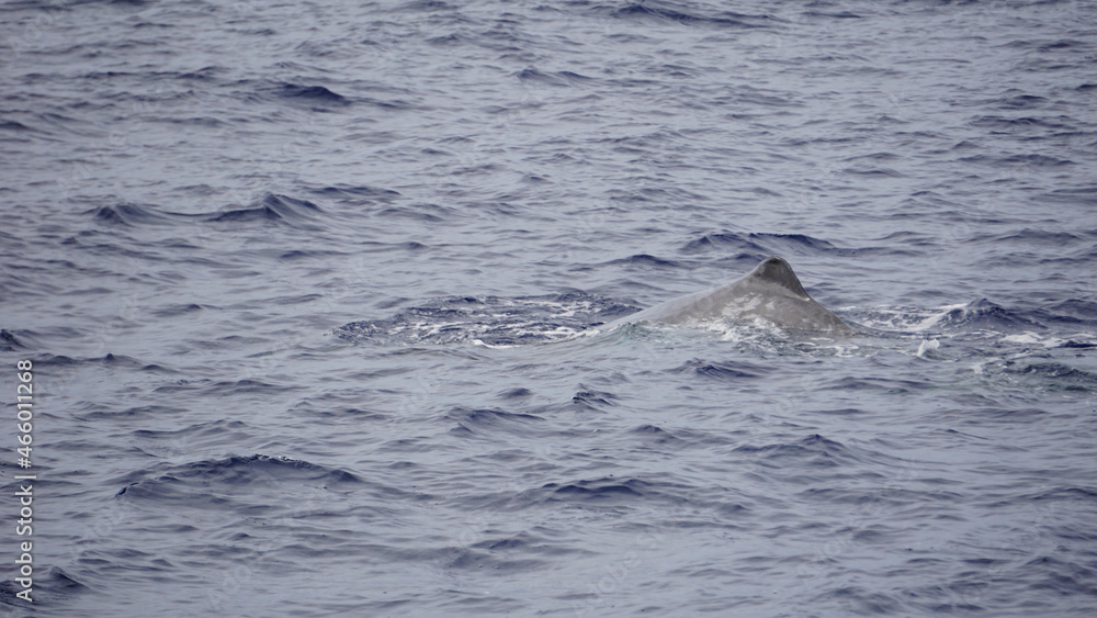 sperm whale in the atlantic ocean at the acores islands sperm whale in the atlantic ocean at the acores islands