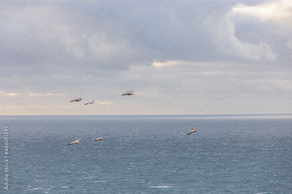 A close-up of a group of seabird flying in formation over a choppy sea with overcast sky 
