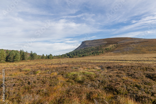 A scenic view of a Scottish mountain with some pine trees under a majestic blue sky and some white clouds