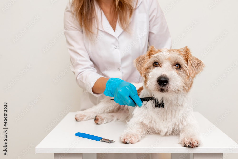 Grooming procedure in a veterinary clinic. A girl in a white robe and blue gloves is brushing a dog on a white table before trimming Grooming procedure in a veterinary clinic. A girl in a white robe and blue gloves is brushing a dog on a white table before trimming