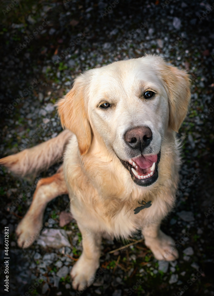 Portrait of Labrador retriever dog Portrait of Labrador retriever dog