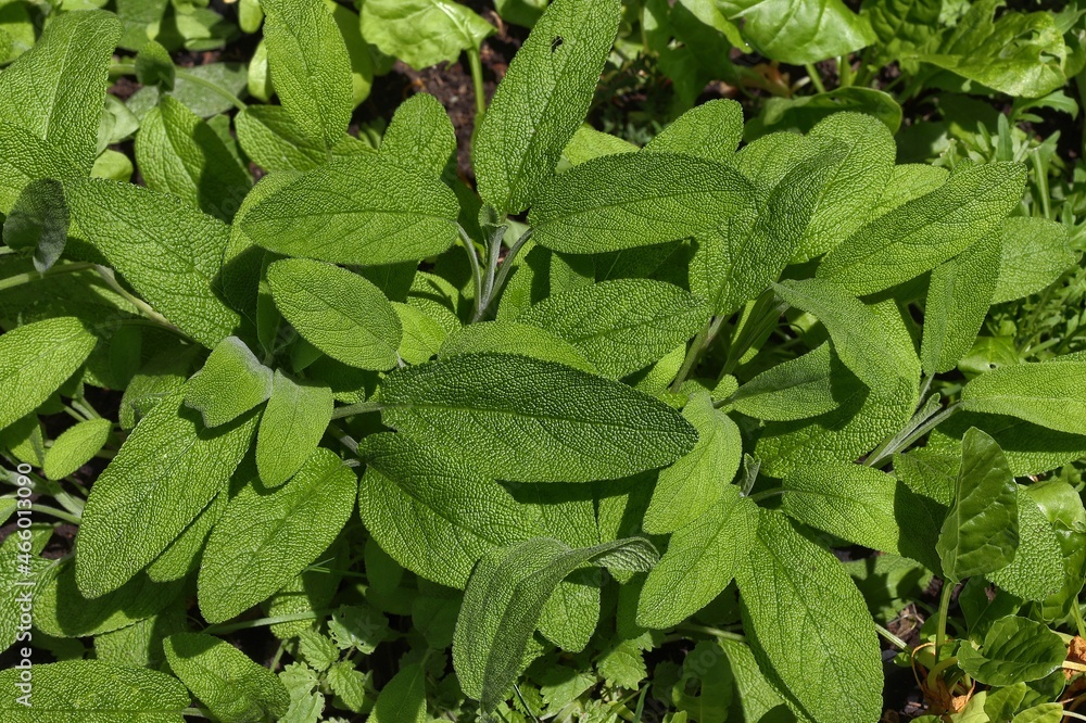 Salvia officinalis Salvia officinalis
