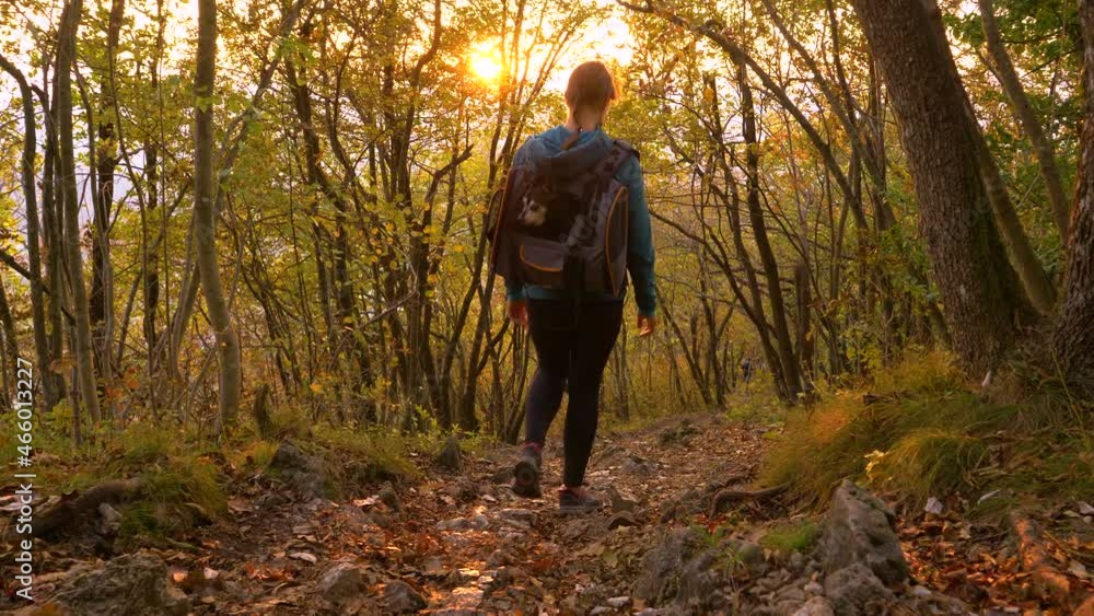 LENS FLARE: Unrecognizable woman carries her adorable miniature pinscher dog in a backpack while hiking downhill. Fit female hiker treks at golden autumn sunset with her puppy sitting in a backpack. LENS FLARE: Unrecognizable woman carries her adorable miniature pinscher dog in a backpack while hiking downhill. Fit female hiker treks at golden autumn sunset with her puppy sitting in a backpack.