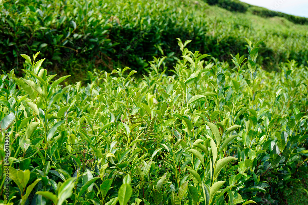 tea fields on the azores tea fields on the azores