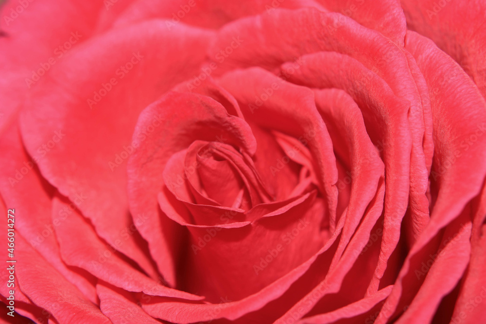 Beautiful Close Up of a Delicate Romantic Rose Flower Beautiful Close Up of a Delicate Romantic Rose Flower
