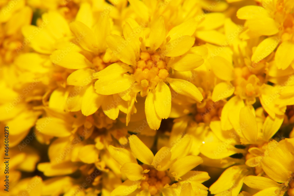 Close Up of a Beautiful Flower And Pollen Close Up of a Beautiful Flower And Pollen