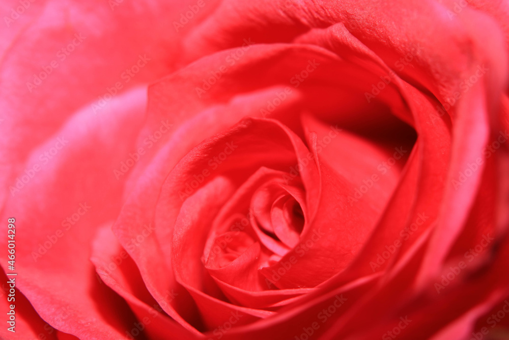 Beautiful Close Up of a Delicate Romantic Rose Flower Beautiful Close Up of a Delicate Romantic Rose Flower