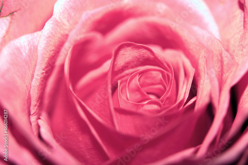 Beautiful Close Up of a Delicate Romantic Rose Flower