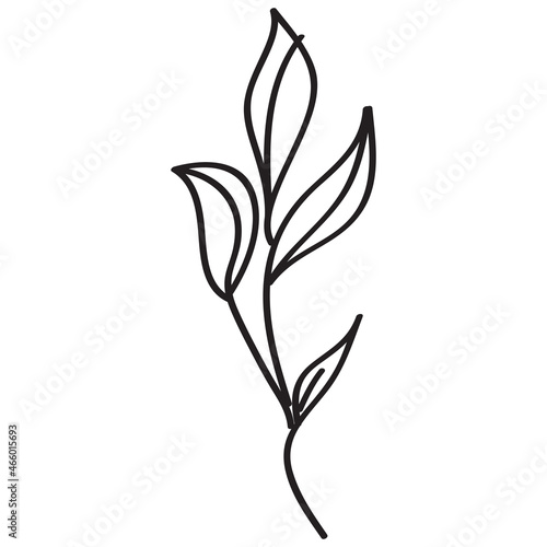 Sketch a leaf branch by hand on an isolated background.