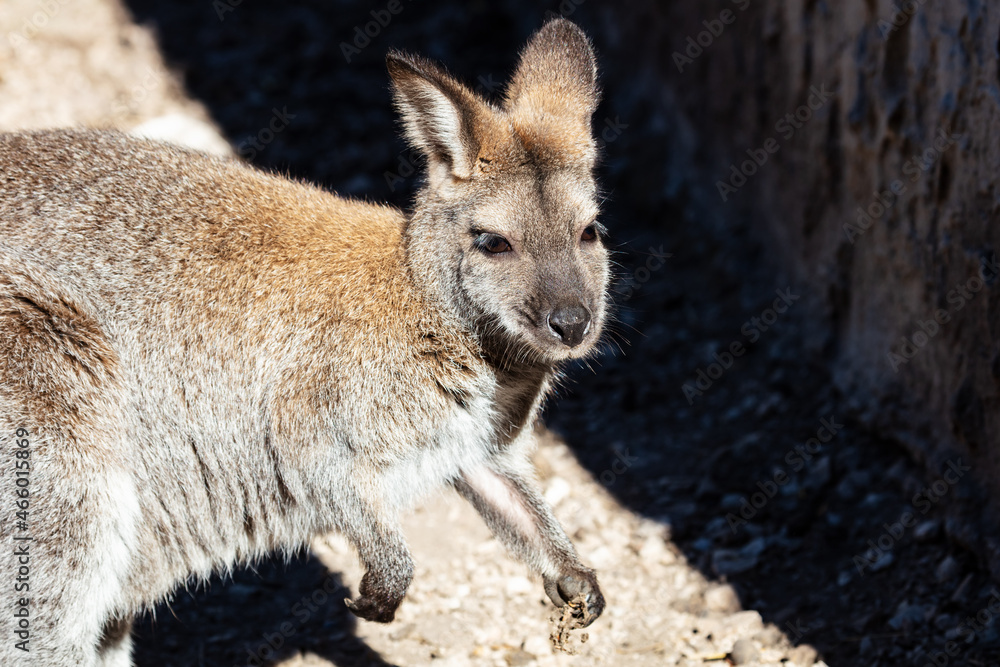 Red-necked wallaby. Mammal and mammals. Land world and fauna. Wildlife and zoology. Red-necked wallaby. Mammal and mammals. Land world and fauna. Wildlife and zoology.