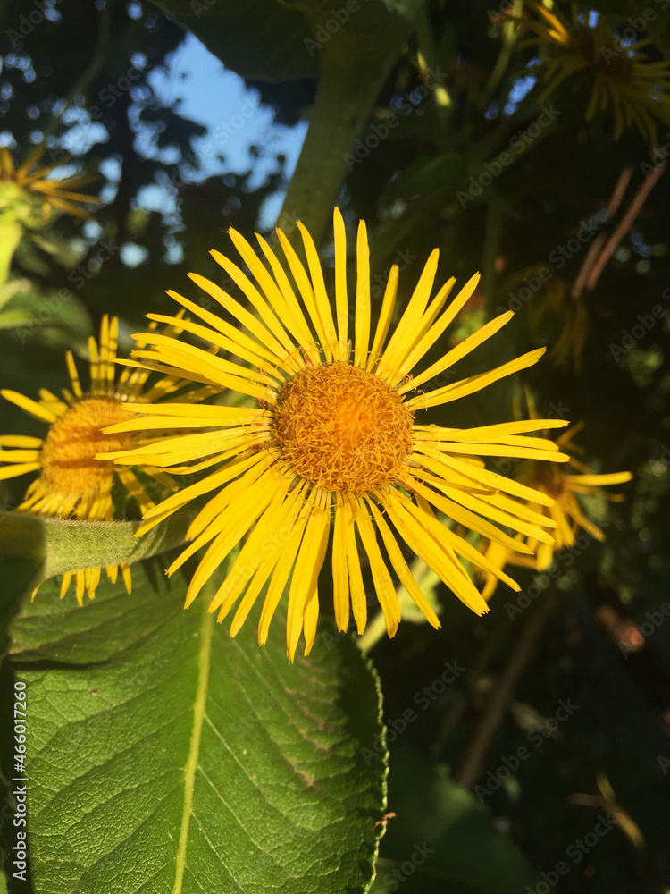 Elecampane flower. Medical herb. Medicinal plant.