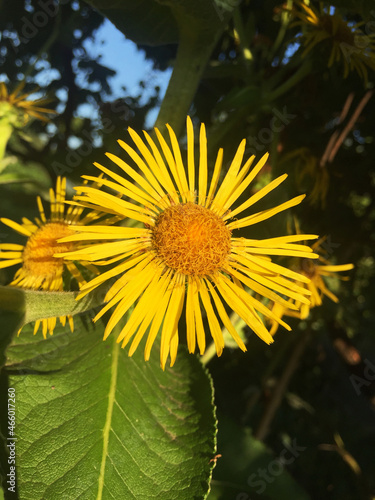 Elecampane flower. Medical herb. Medicinal plant.