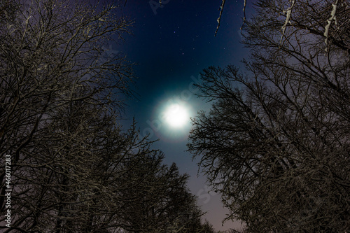 Full moon and starry sky in the night snowy forest.