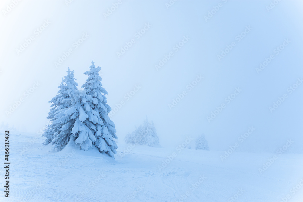 frozen misty winter landscape with lonely snowy fir trees