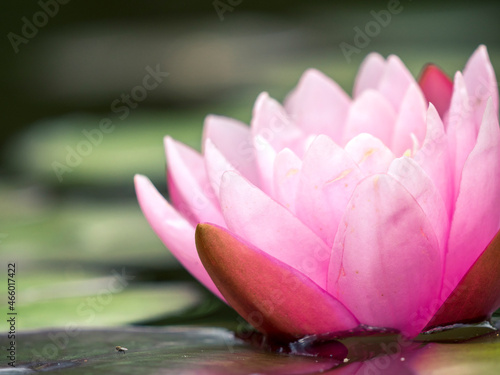 Wunderschöne rosa Blüte einer Seerose im Teich