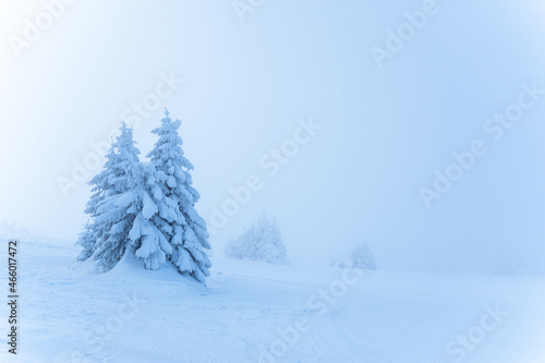 Obraz na płótnie frozen misty winter landscape with lonely snowy fir trees w salonie