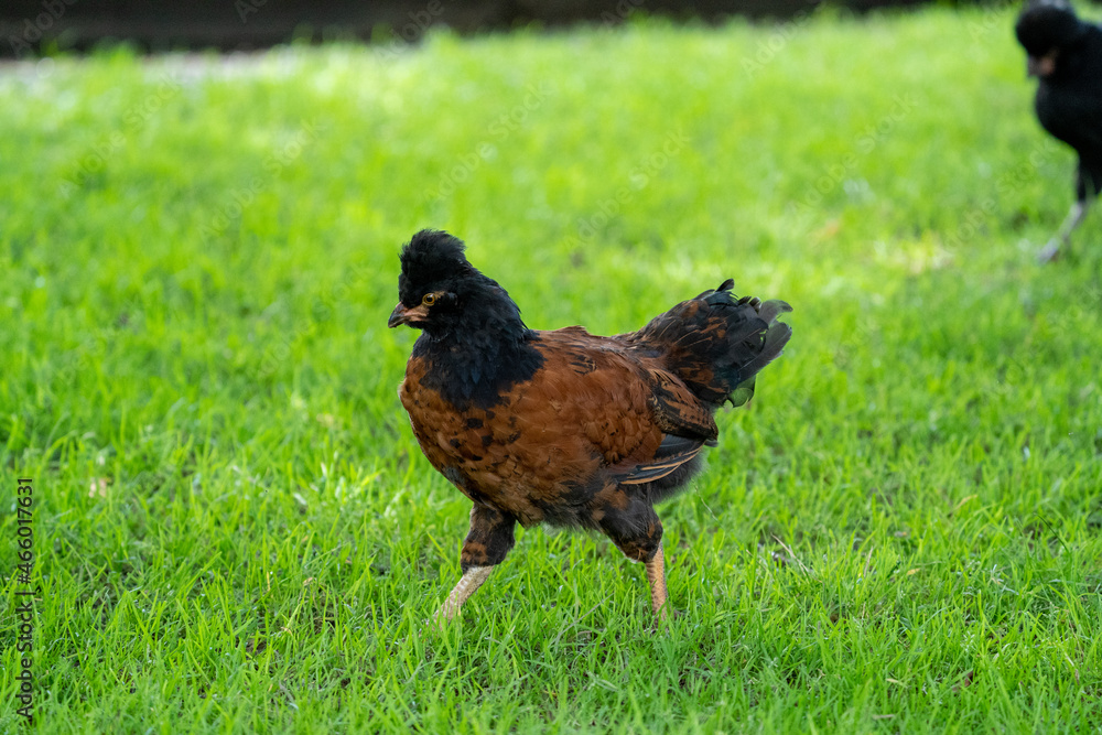 Beautifull coloured range of chicken (hens and cock) on the grass looking for insects at a farm on a sunny day Beautifull coloured range of chicken (hens and cock) on the grass looking for insects at a farm on a sunny day