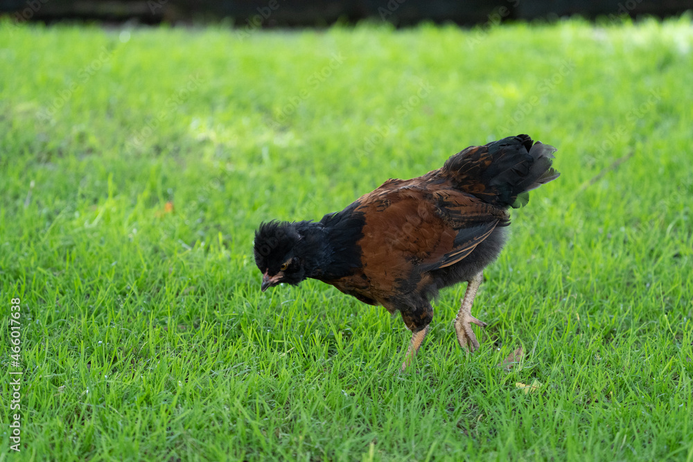 Beautifull coloured range of chicken (hens and cock) on the grass looking for insects at a farm on a sunny day Beautifull coloured range of chicken (hens and cock) on the grass looking for insects at a farm on a sunny day
