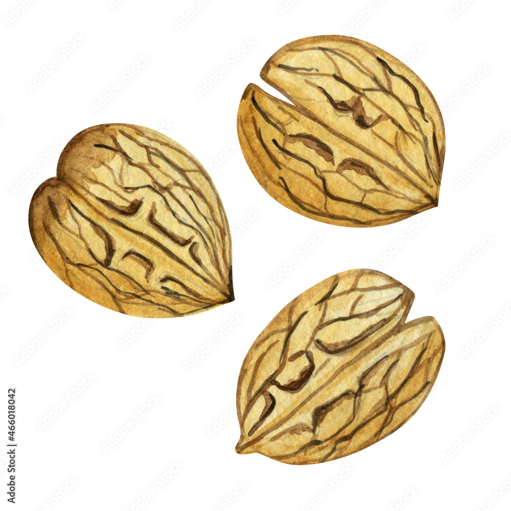Watercolor illustration of three whole walnuts. Drawing on a white background. Watercolor illustration of three whole walnuts. Drawing on a white background.