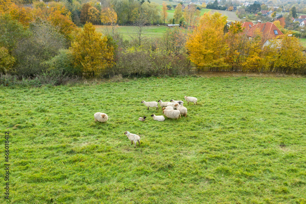 A small herd of sheep is resting on the grass in the field. Aerial drone view rural autumn landscape of Germany A small herd of sheep is resting on the grass in the field. Aerial drone view rural autumn landscape of Germany