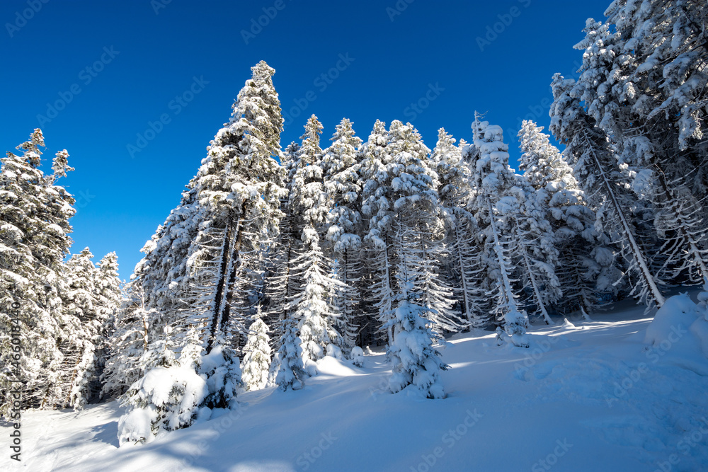 winter forest with snowy spruce in sunny day