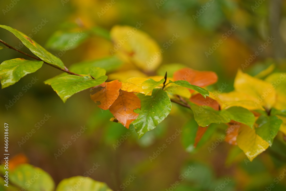 beech leaves turning in autumn beech leaves turning in autumn