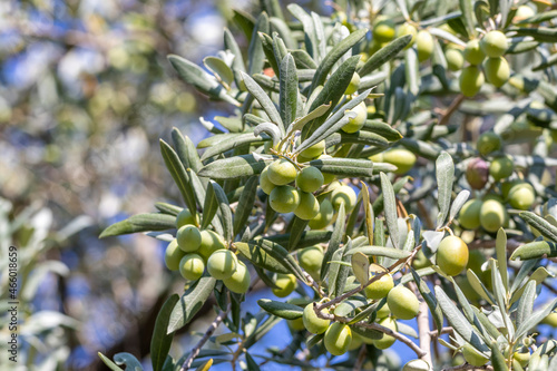 Branch of an olive tree with fruits in autumn on eve of harvest. Olea europaea. Topic - growing olive trees. Variety of tree with berries that have green color. Selective focus