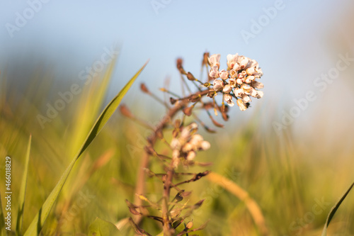 Flower on a meadow in the wind