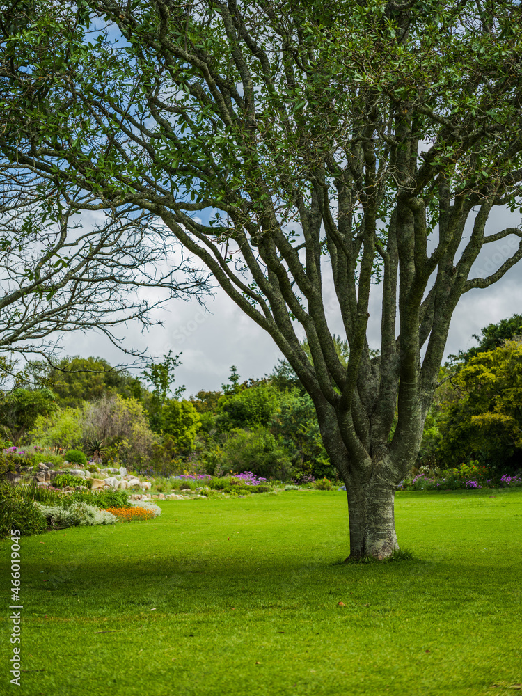 A tree in Kirstenbosch garden in a lush green field during spring in Cape Town A tree in Kirstenbosch garden in a lush green field during spring in Cape Town
