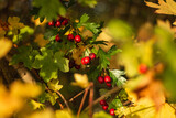 red berries on a branch in autumn with blurry colorful leaves in the background