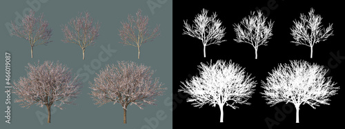 Different types of trees in different colors

