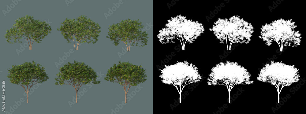 Plakat Different types of trees in different colors