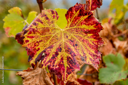 colorful autumn vine leaves on a tree