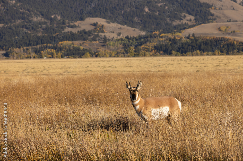 Fototapeta premium Pronghorn Antelope Buck in Wyoming in Autumn