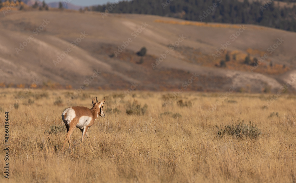 Pronghorn Antelope Buck in Wyoming in Autumn Pronghorn Antelope Buck in Wyoming in Autumn