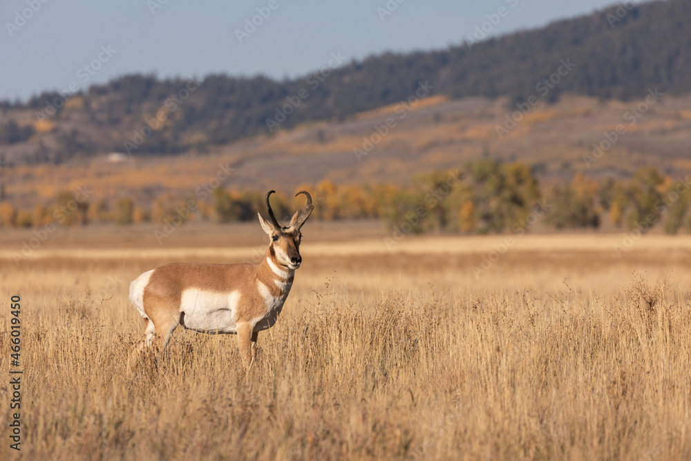 Pronghorn Antelope Buck in Wyoming in Autumn Pronghorn Antelope Buck in Wyoming in Autumn