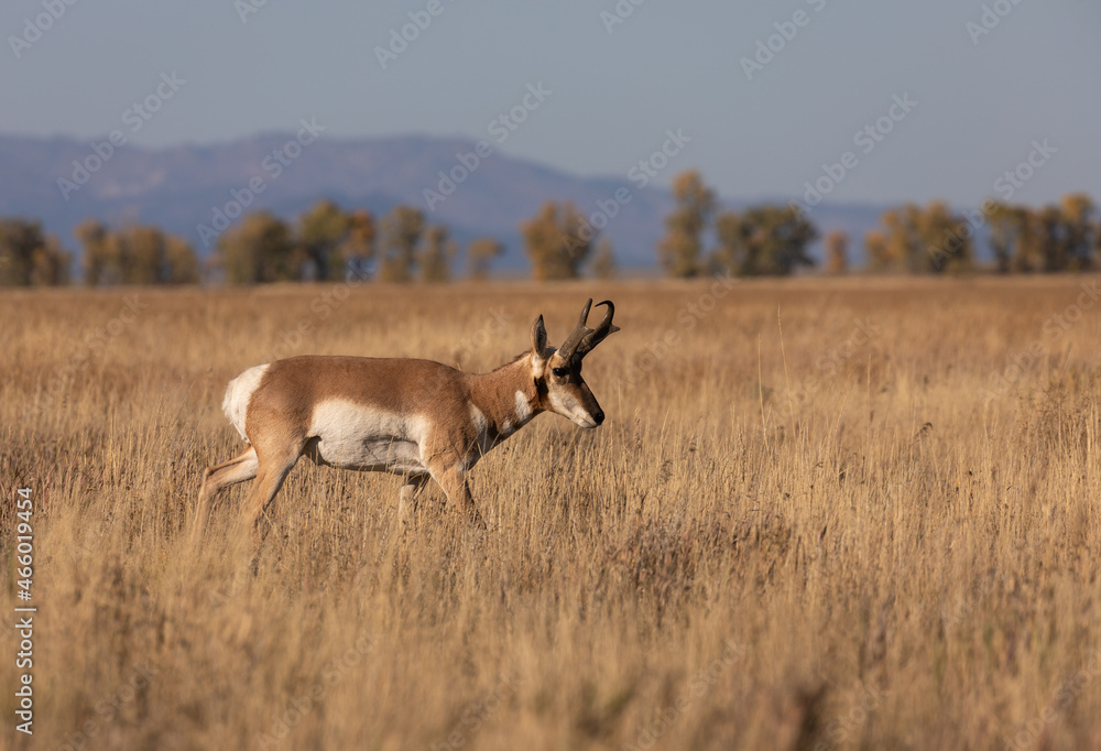 Pronghorn Antelope Buck in Wyoming in Autumn Pronghorn Antelope Buck in Wyoming in Autumn