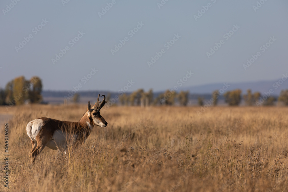 Pronghorn Antelope Buck in Wyoming in Autumn Pronghorn Antelope Buck in Wyoming in Autumn
