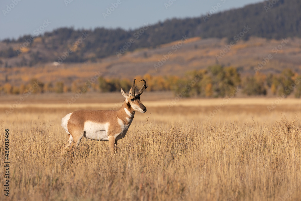 Pronghorn Antelope Buck in Wyoming in Autumn Pronghorn Antelope Buck in Wyoming in Autumn