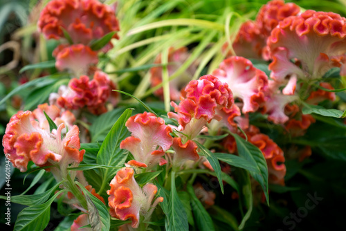 Colorful Celosia argentea cristata flowers in full bloom in autumn garden