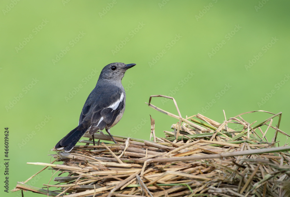 Obraz premium Oriental magpie-robin (Female) stock photo.