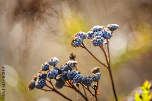 Iced autumn morning.