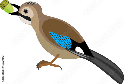 Cartoon Eurasian jay (Garrulus glandarius) with acorn isolated on white background