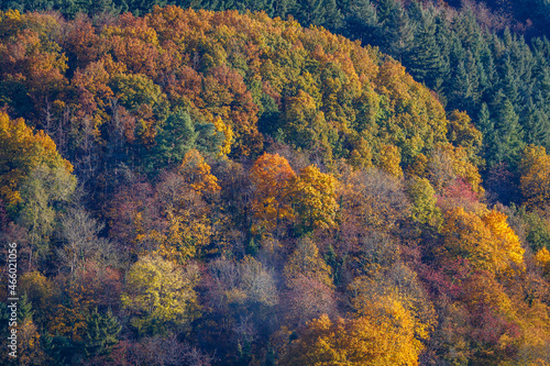 Autumn forest © mslooten