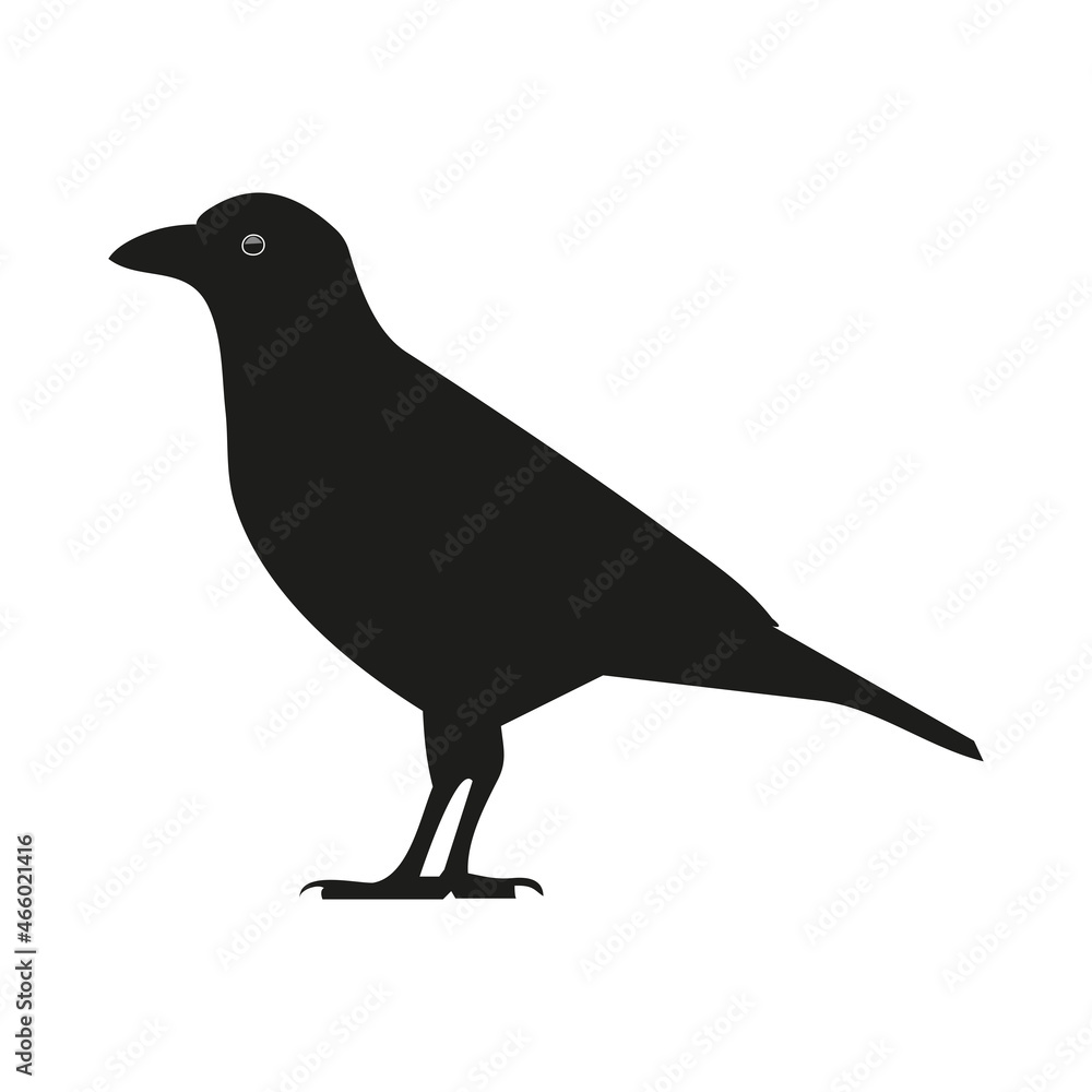 Obraz premium Black bird