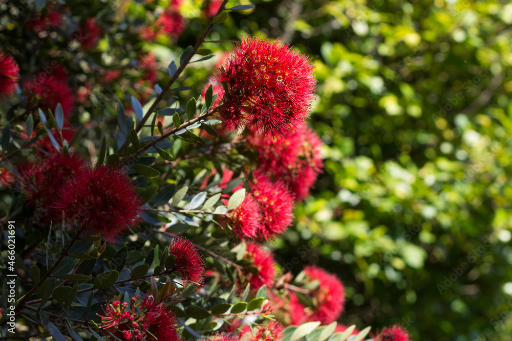 Red flowers in the garden, Serralves Park, Oporto. Melaleuca citrina Red flowers in the garden, Serralves Park, Oporto. Melaleuca citrina