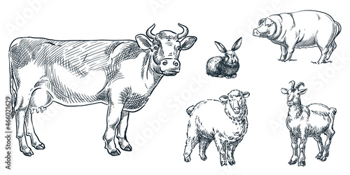 Farm cattle animals set, vector sketch illustration. Cow, sheep, pig, goat, rabbit icons